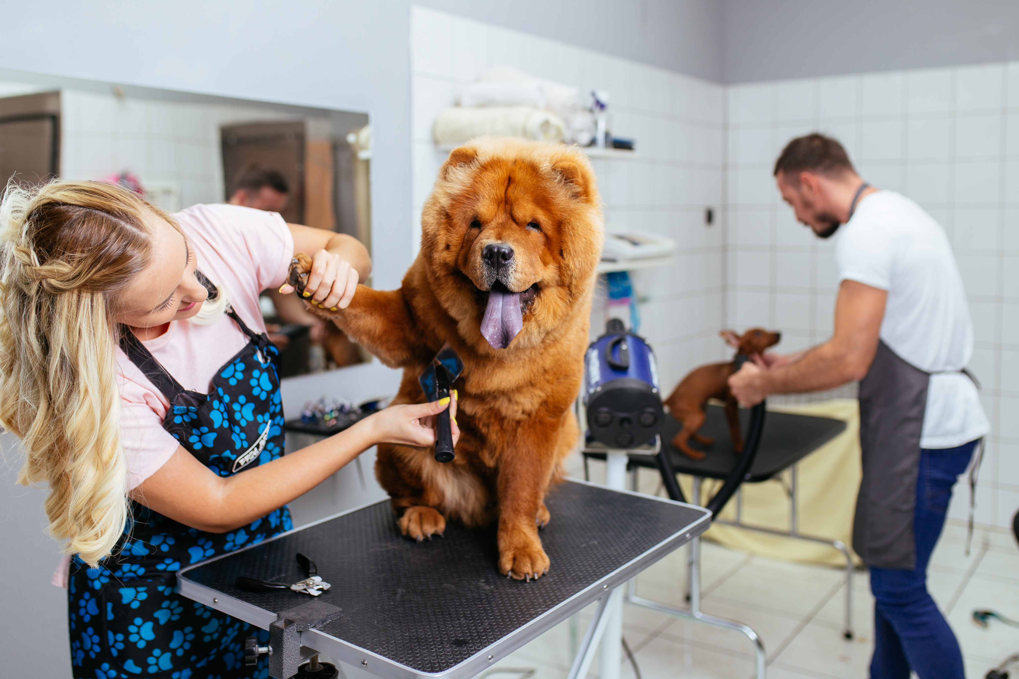 Pet groomers treating dogs